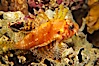 Juvenile lionfish. Image #14505