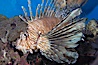 Lionfish. Image #14506