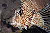 Lionfish. Image #14507