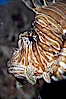 Lionfish. Image #14508