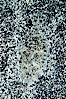 Speckled sanddab, which can alter its color and pattern to better camoflage itself against the sandy bottom on which it lies. Image #14554