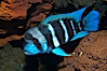 Bumphead cichlid, found only in Lake Tanganyika, Africa. Image #14689