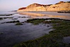 Eel grass sways in an incoming tide, with the sandstone cliffs of Torrey Pines State Reserve in the distance. Torrey Pines State Reserve, San Diego, California, USA. Image #14728