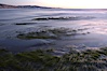 Eel grass sways in the waves at extreme low tide, the lights of La Jolla are visible in the distance.  San Diego. Torrey Pines State Reserve, San Diego, California, USA. Image #14733