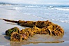 Drift kelp has washed ashore on a sandy California beach.  Winter brings large surf and increased wave energy which often rips giant kelp from the ocean bottom, so that it floats down current, often washing ashore. Santa Barbara, California, USA. Image #14884