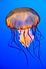 Sea nettles. Image #14928