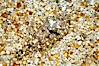 A small (2 inch) sanddab is well-camouflaged amidst the grains of sand that surround it. Image #14935