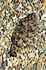 A small (2 inch) sanddab is well-camouflaged amidst the grains of sand that surround it. Image #14937