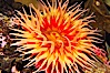 Fish-eating anemone. Image #14940
