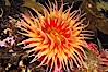 Fish-eating anemone. Image #14941