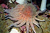 Sun starfish.  This enormous starfish can have up to 24 arms, grow to 30 inches in diameter and have as many as 15000 tube feet.  Sun stars are usually pink, purple or brown in color although will occasionally be red or yellow. They can regrow lost arms. Image #14950