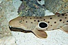 Epaulette shark.  The epaulette shark is primarily nocturnal, hunting for crabs, worms and invertebrates by crawling across the bottom on its overlarge fins. Image #14958