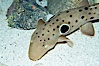 Epaulette shark.  The epaulette shark is primarily nocturnal, hunting for crabs, worms and invertebrates by crawling across the bottom on its overlarge fins. Image #14959