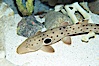 Epaulette shark.  The epaulette shark is primarily nocturnal, hunting for crabs, worms and invertebrates by crawling across the bottom on its overlarge fins. Image #14960