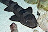 Whitespotted bamboo shark. Image #14962
