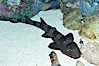 Whitespotted bamboo shark. Image #14963