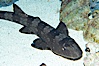 Whitespotted bamboo shark. Image #14964