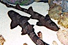 Whitespotted bamboo shark. Image #14965