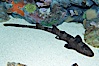 Whitespotted bamboo shark. Image #14966