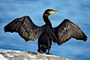 Double-crested cormorant drys its wings in the sun following a morning of foraging in the ocean, La Jolla cliffs, near San Diego. La Jolla, California, USA. Image #15071