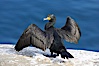 Double-crested cormorant drys its wings in the sun following a morning of foraging in the ocean, La Jolla cliffs, near San Diego. La Jolla, California, USA. Image #15072