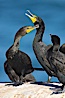Double-crested cormorant, La Jolla cliffs, near San Diego. La Jolla, California, USA. Image #15090