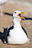 Western gull, adult breeding plumage, note yellow orbital ring around eye. La Jolla, California, USA. Image #15112