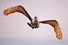 Brown pelican in flight.  The wingspan of the brown pelican is over 7 feet wide. The California race of the brown pelican holds endangered species status.  In winter months, breeding adults assume a dramatic plumage. La Jolla, California, USA. Image #15122