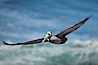 Brown pelican in flight.  The wingspan of the brown pelican is over 7 feet wide. The California race of the brown pelican holds endangered species status.  In winter months, breeding adults assume a dramatic plumage. La Jolla, California, USA. Image #15125