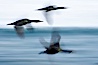 Double-crested cormorants in flight at sunrise, long exposure produces a blurred motion. La Jolla, California, USA. Image #15280