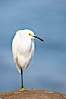 Snowy egret.  The snowy egret can be found in marshes, swamps, shorelines, mudflats and ponds.  The snowy egret eats shrimp, minnows and other small fish,  crustaceans and frogs.  It is found on all coasts of North America and, in winter, into South America. La Jolla, California, USA. Image #15292