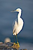 Snowy egret.  The snowy egret can be found in marshes, swamps, shorelines, mudflats and ponds.  The snowy egret eats shrimp, minnows and other small fish,  crustaceans and frogs.  It is found on all coasts of North America and, in winter, into South America. La Jolla, California, USA. Image #15294
