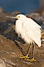 Snowy egret.  The snowy egret can be found in marshes, swamps, shorelines, mudflats and ponds.  The snowy egret eats shrimp, minnows and other small fish,  crustaceans and frogs.  It is found on all coasts of North America and, in winter, into South America. La Jolla, California, USA. Image #15296