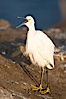 Snowy egret.  The snowy egret can be found in marshes, swamps, shorelines, mudflats and ponds.  The snowy egret eats shrimp, minnows and other small fish,  crustaceans and frogs.  It is found on all coasts of North America and, in winter, into South America. La Jolla, California, USA. Image #15297