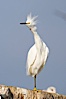 Snowy egret.  The snowy egret can be found in marshes, swamps, shorelines, mudflats and ponds.  The snowy egret eats shrimp, minnows and other small fish,  crustaceans and frogs.  It is found on all coasts of North America and, in winter, into South America. La Jolla, California, USA. Image #15298