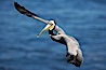 Brown pelican in flight.  The wingspan of the brown pelican is over 7 feet wide. The California race of the brown pelican holds endangered species status.  In winter months, breeding adults assume a dramatic plumage. La Jolla, California, USA. Image #15371