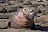 This bull elephant seal, an old adult male, shows extreme scarring on his chest and proboscis from many winters fighting other males for territory and rights to a harem of females.  Sandy beach rookery, winter, Central California. Piedras Blancas, San Simeon, California, USA. Image #15388