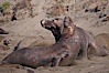 Male elephant seals (bulls) rear up on their foreflippers and fight for territory and harems of females.  Bull elephant seals will haul out and fight from December through March, nearly fasting the entire time as they maintain their territory and harem.  They bite and tear at each other on the neck and shoulders, drawing blood and creating scars on the tough hides.  Sandy beach rookery, winter, Central California. Piedras Blancas, San Simeon, California, USA. Image #15394