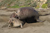 A bull elephant seal forceably mates (copulates) with a much smaller female, often biting her into submission and using his weight to keep her from fleeing.  Males may up to 5000 lbs, triple the size of females.  Sandy beach rookery, winter, Central California. Piedras Blancas, San Simeon, USA