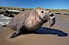 Bull elephant seal exits the water to retake his position on the beach.  He shows considerable scarring on his chest and proboscis from many winters fighting other males for territory and rights to a harem of females.  Sandy beach rookery, winter, Central California. Piedras Blancas, San Simeon, California, USA. Image #15458