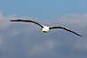 Western gull, flying. La Jolla, California, USA. Image #15552