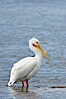 White pelican, breeding adult with fibrous plate on upper mandible of bill, Batiquitos Lagoon. Batiquitos Lagoon, Carlsbad, California, USA. Image #15649