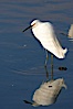 Snowy egret. Upper Newport Bay Ecological Reserve, Newport Beach, California, USA. Image #15667