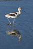 American avocet, forages on mud flats. Upper Newport Bay Ecological Reserve, Newport Beach, California, USA. Image #15678