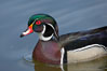 Wood duck, male. Santee Lakes, California, USA. Image #15692