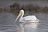 White pelican. San Elijo Lagoon, Encinitas, California, USA. Image #15719