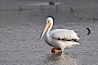White pelican. San Elijo Lagoon, Encinitas, California, USA. Image #15720
