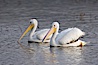 White pelicans. San Elijo Lagoon, Encinitas, California, USA. Image #15721