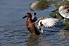 Cinnamon teal, male. Upper Newport Bay Ecological Reserve, Newport Beach, California, USA. Image #15736