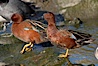 Cinnamon teal, male. Upper Newport Bay Ecological Reserve, Newport Beach, California, USA. Image #15737